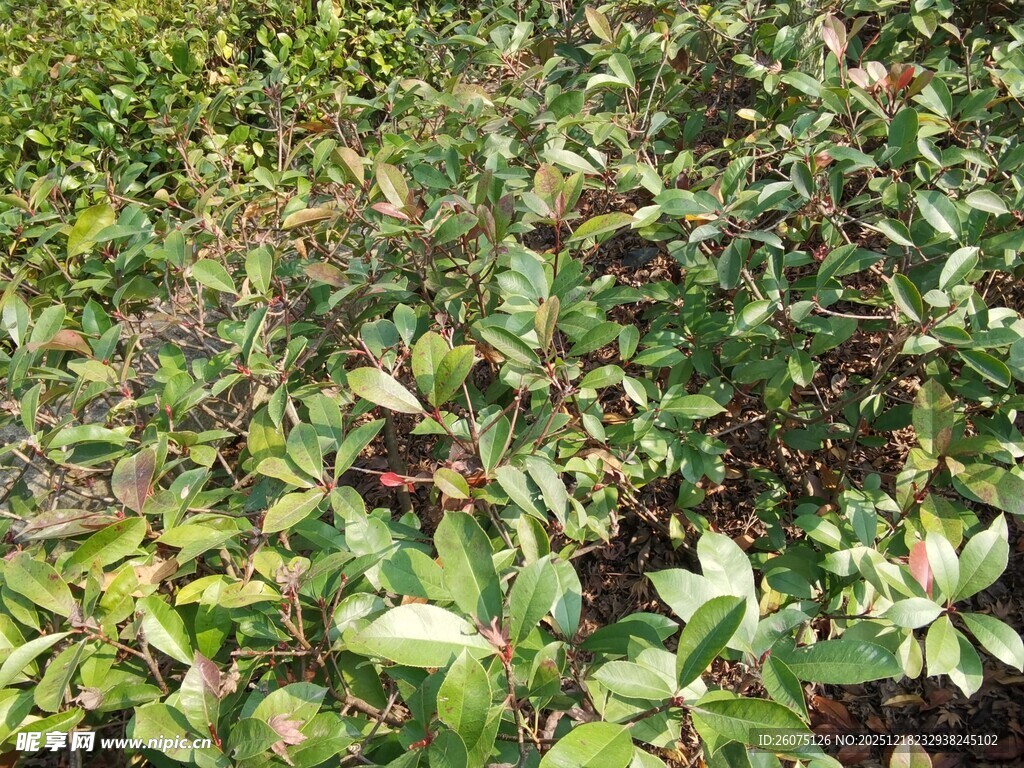 绿叶繁茂的植物景观