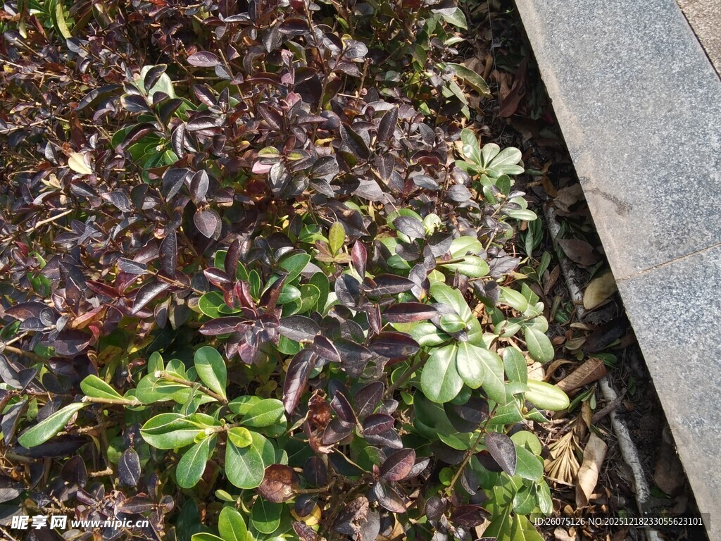 路边多彩植物景观