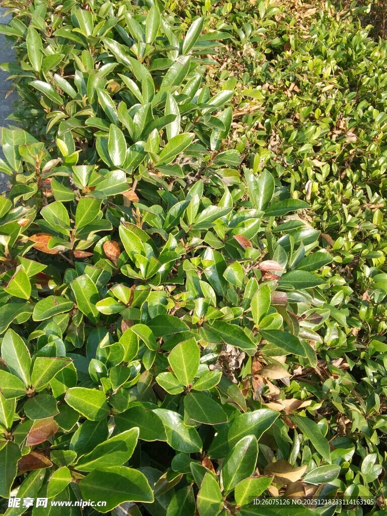 绿叶繁茂的植物景观