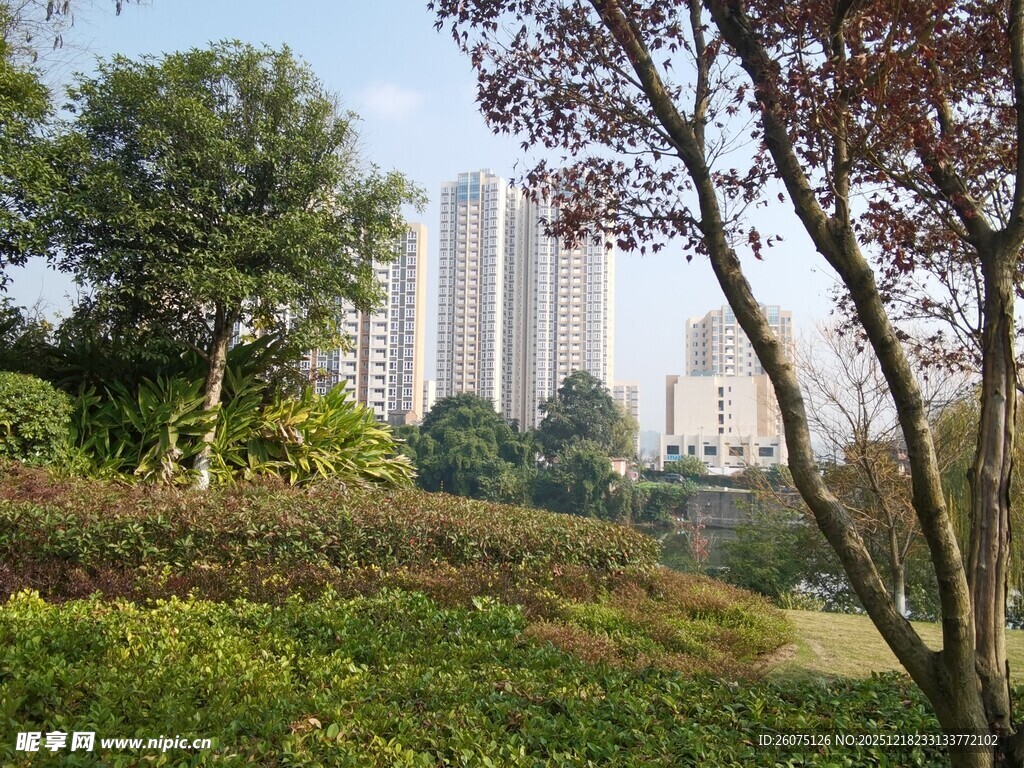 城市中的绿意公园景观