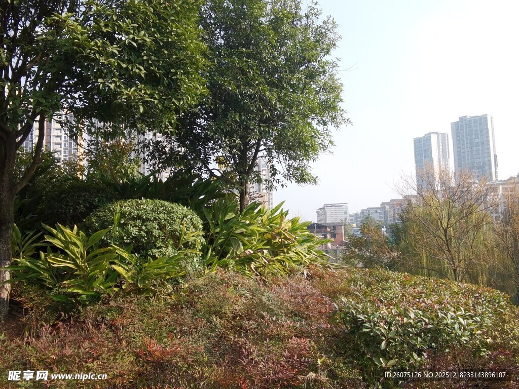 城市中的绿植景观
