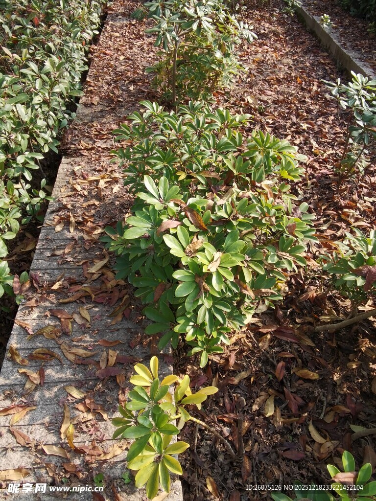 花园中的绿植景观