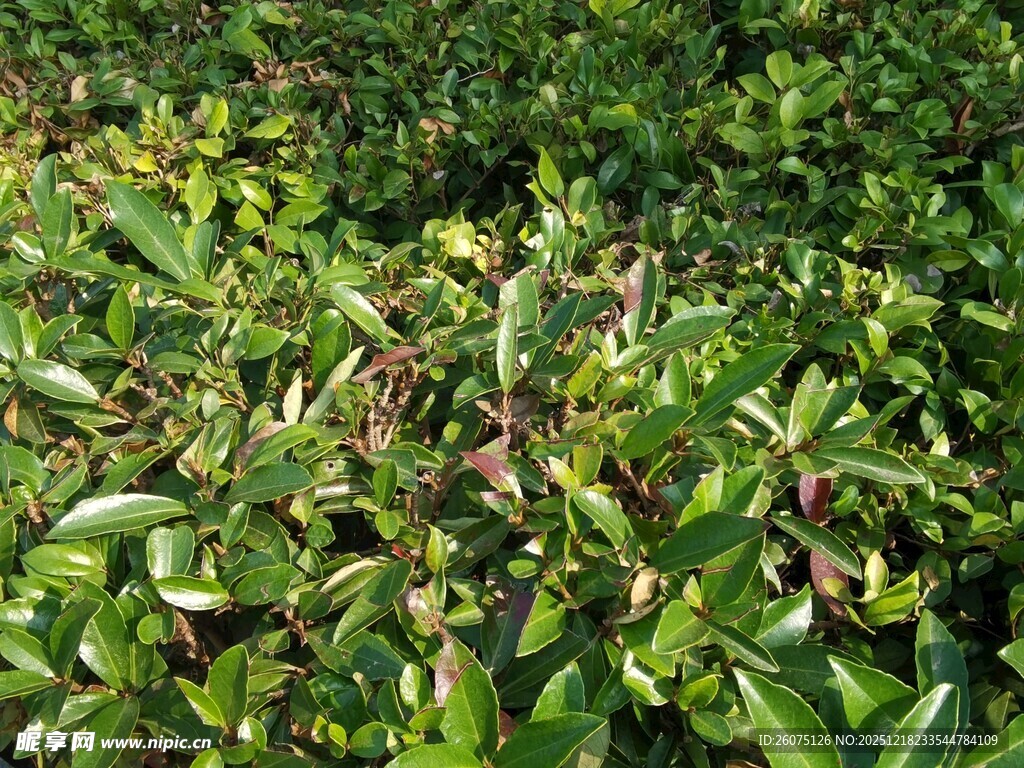 繁茂绿植景观