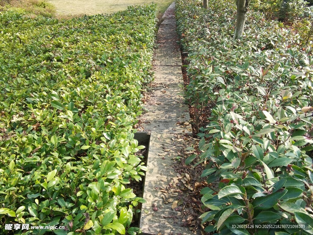 整齐排列的绿植景观