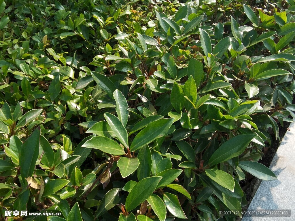 绿叶繁茂的植物景观