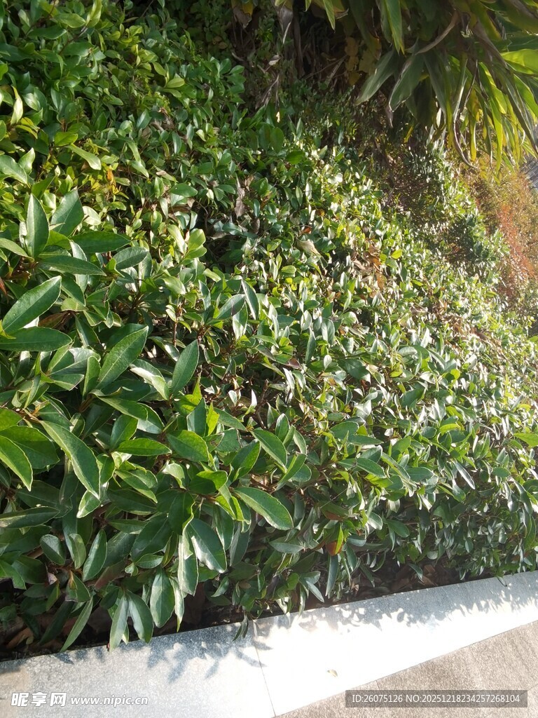 绿意盎然的垂直绿植墙