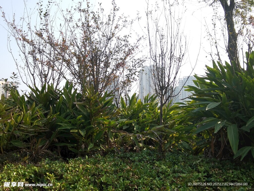 绿意盎然的户外植物景观