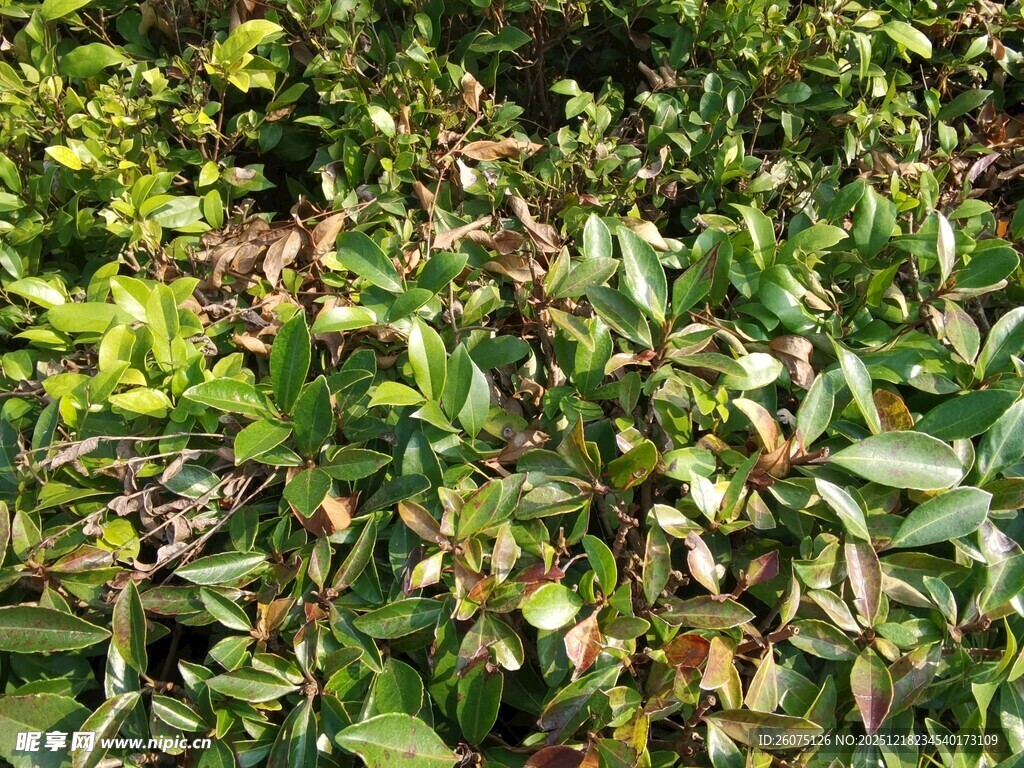 茂密的绿色植物景观