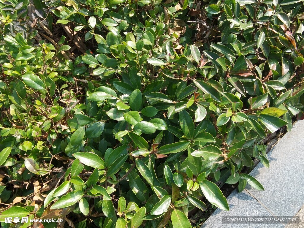 绿叶植物近景特写