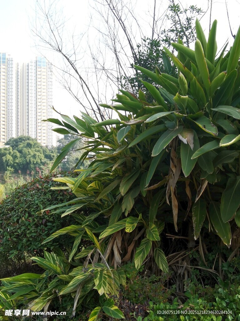 城市中的绿植景观