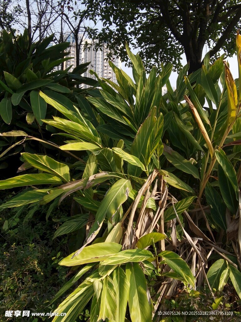 翠绿繁茂的热带植物景观