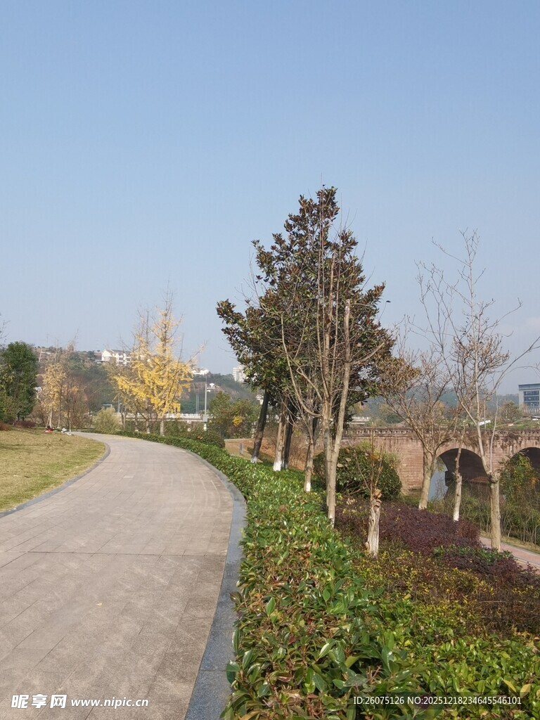 郊外蜿蜒小路旁的树木