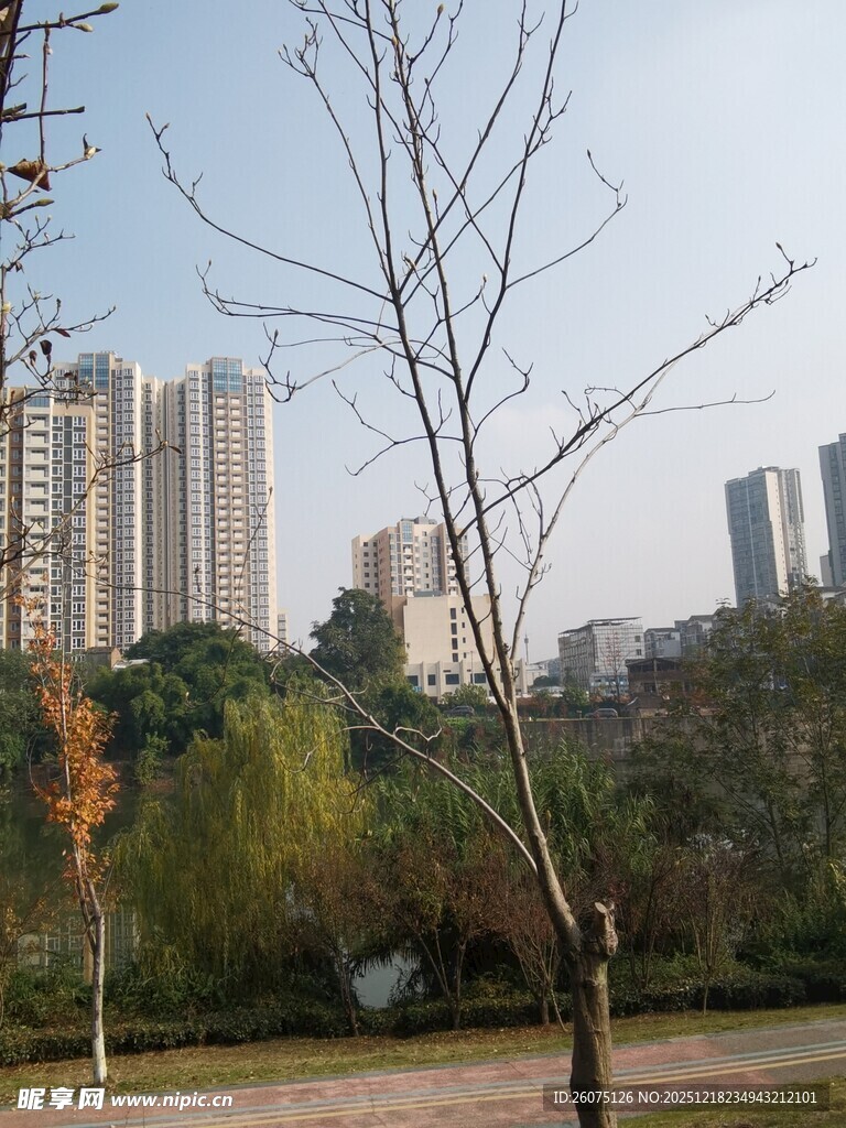 城市公园与远处高楼景观