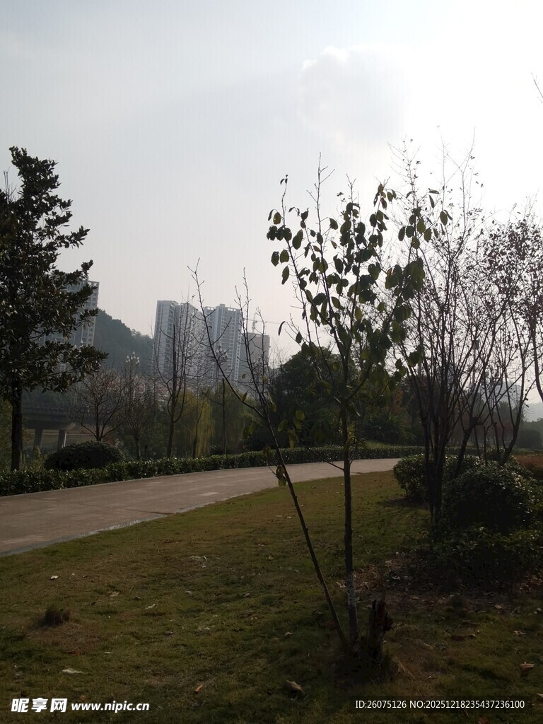 城郊小路旁的树木与建筑