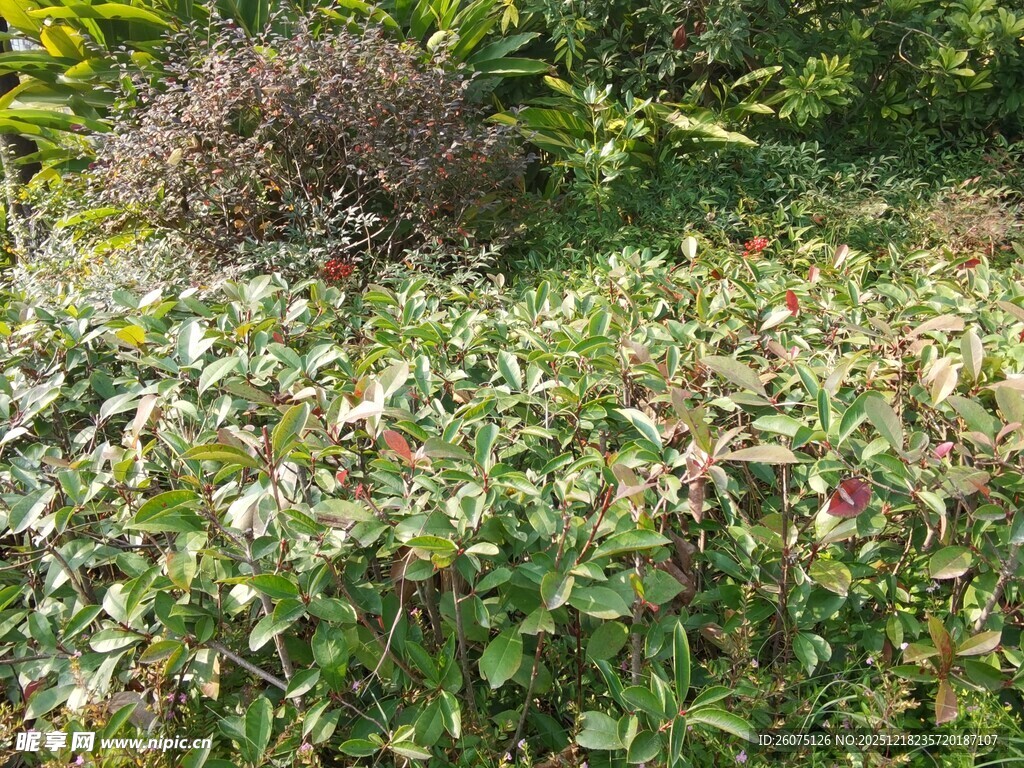 繁茂绿植中的多彩景象