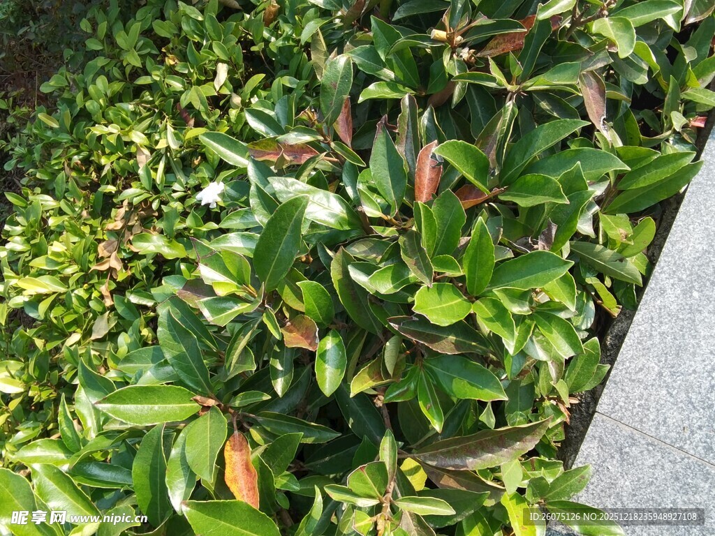 绿叶繁茂的植物景观