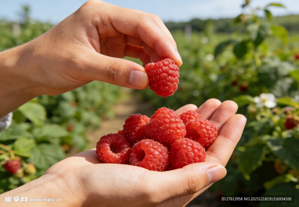 手捧树莓