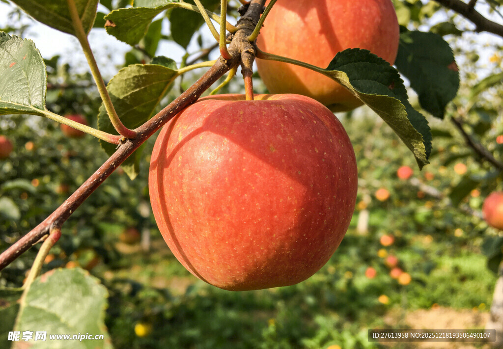 枝头红苹果