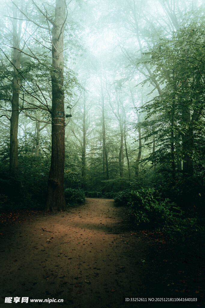 迷雾森林中的幽静小径