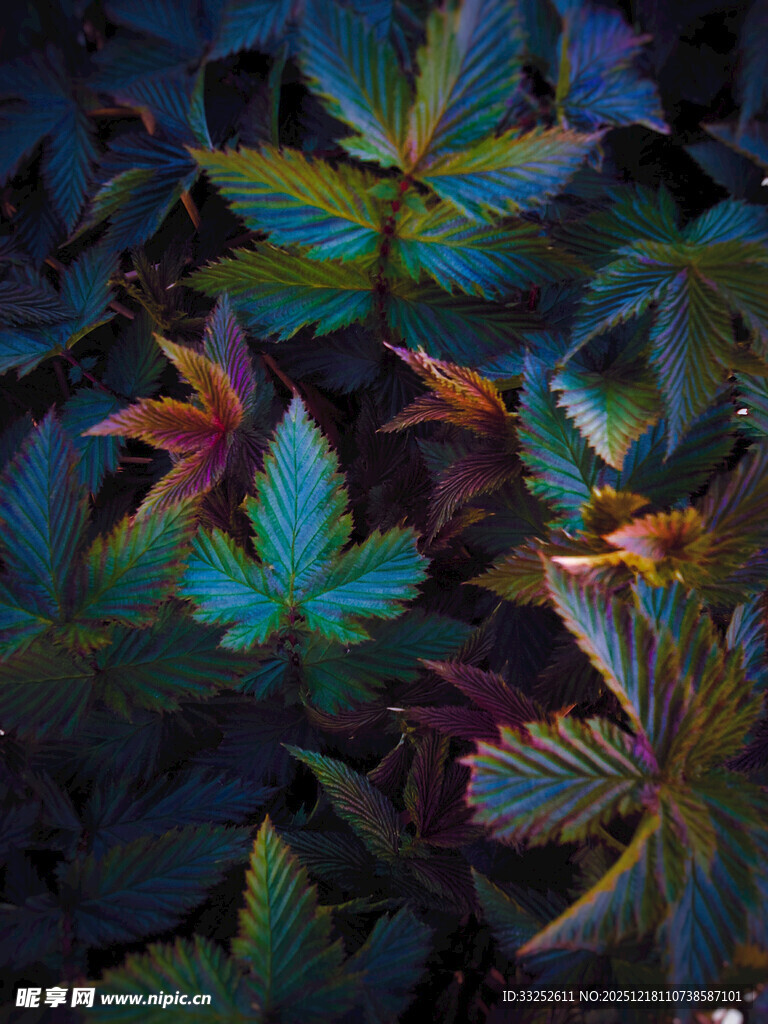 梦幻多彩枫叶特写