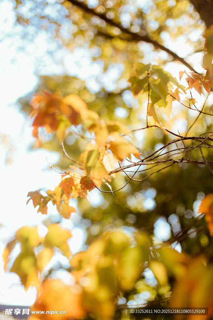 秋日阳光下的斑斓树叶