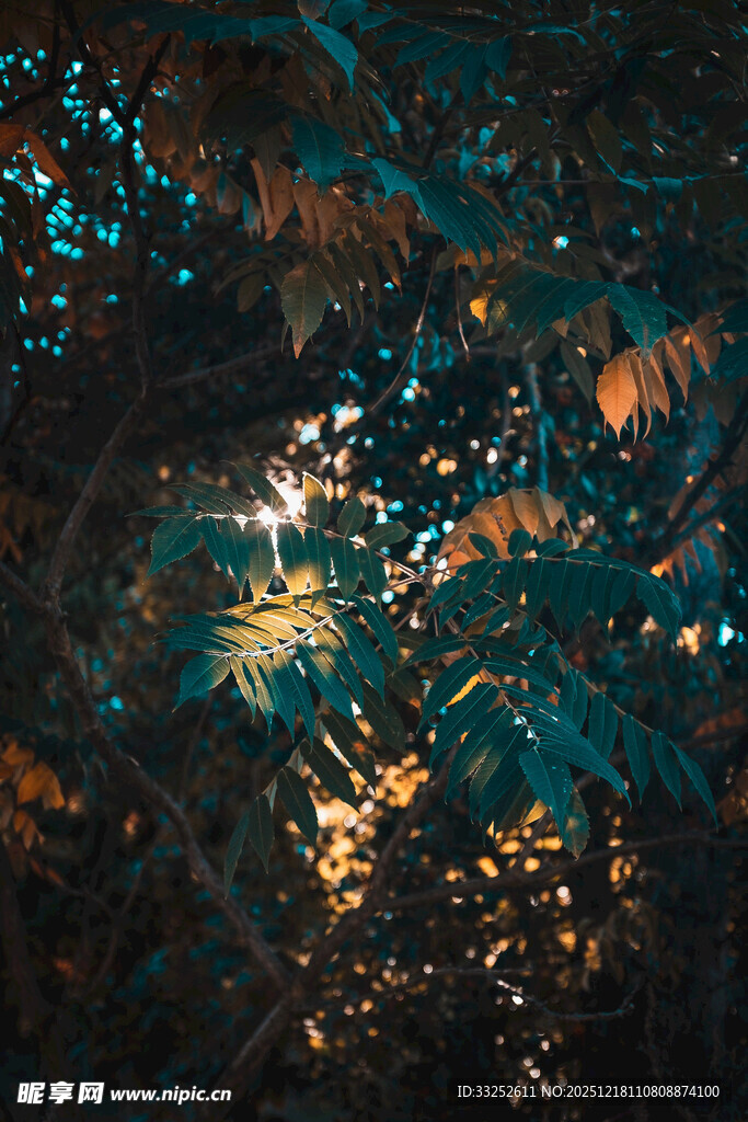 透过树叶洒下的斑驳光影