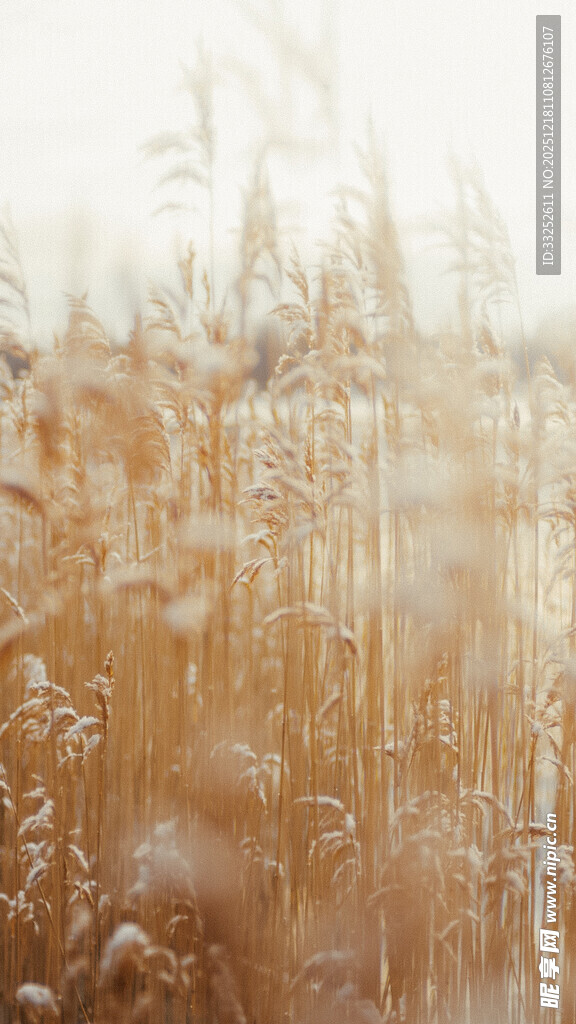 冬日芦苇荡美景