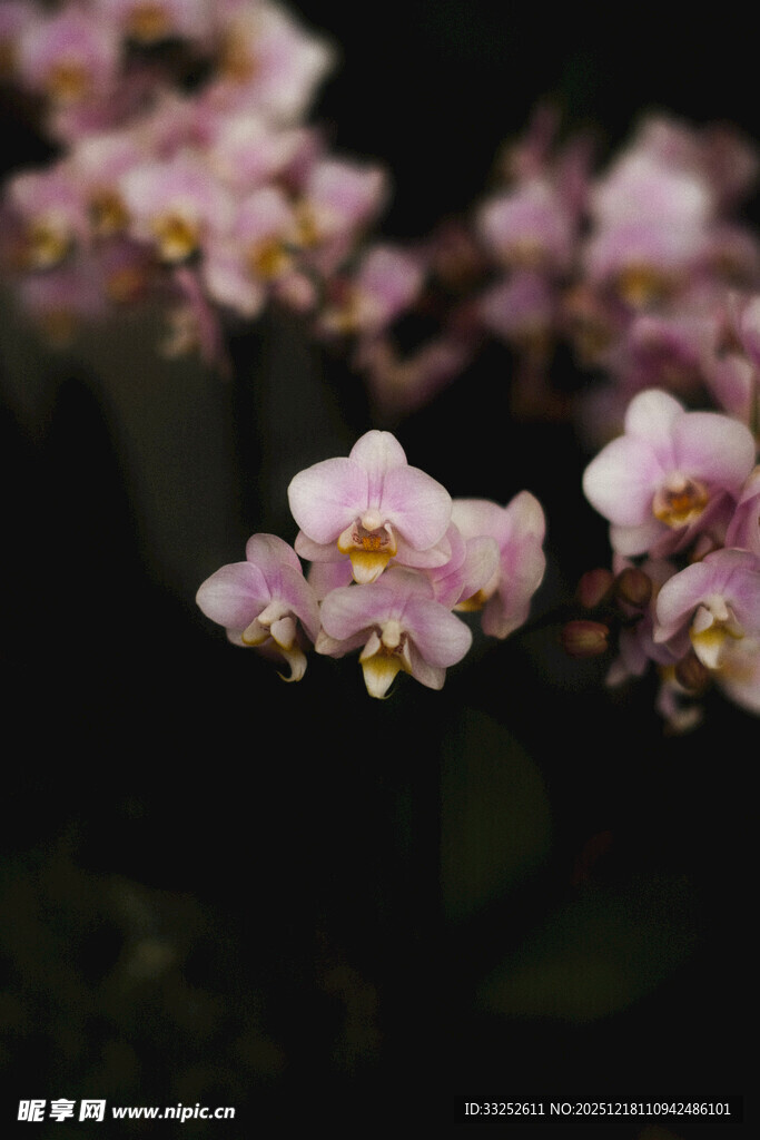 粉色娇俏兰花绽放