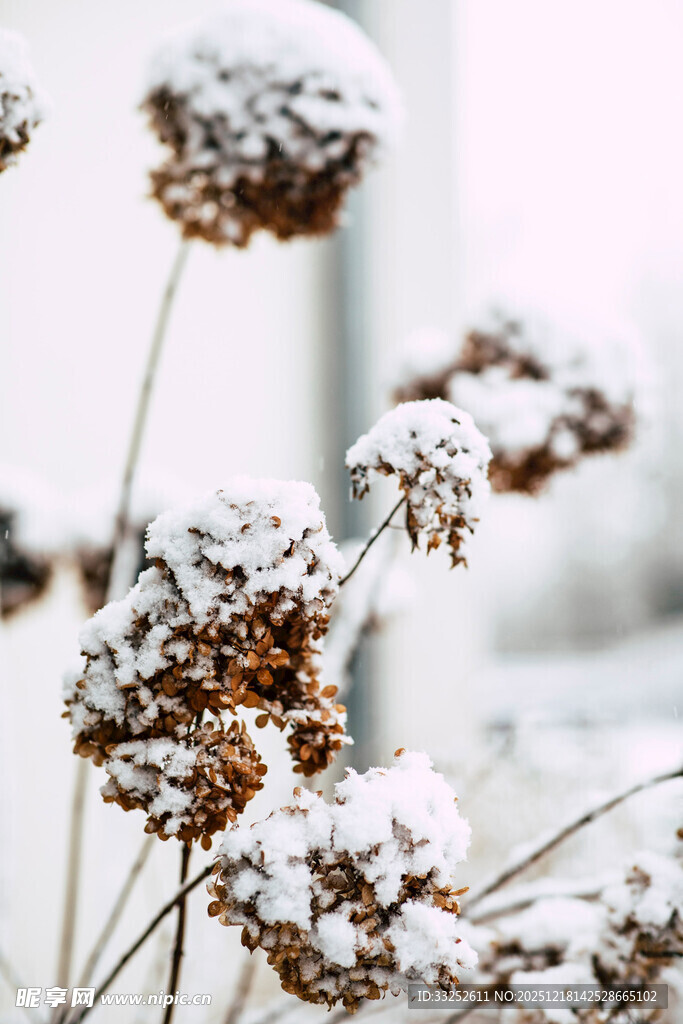 雪覆枯萎植物的冬日景象