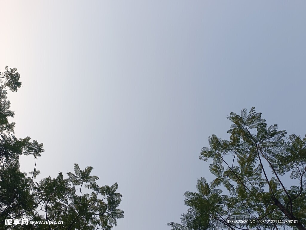 树梢上的天空