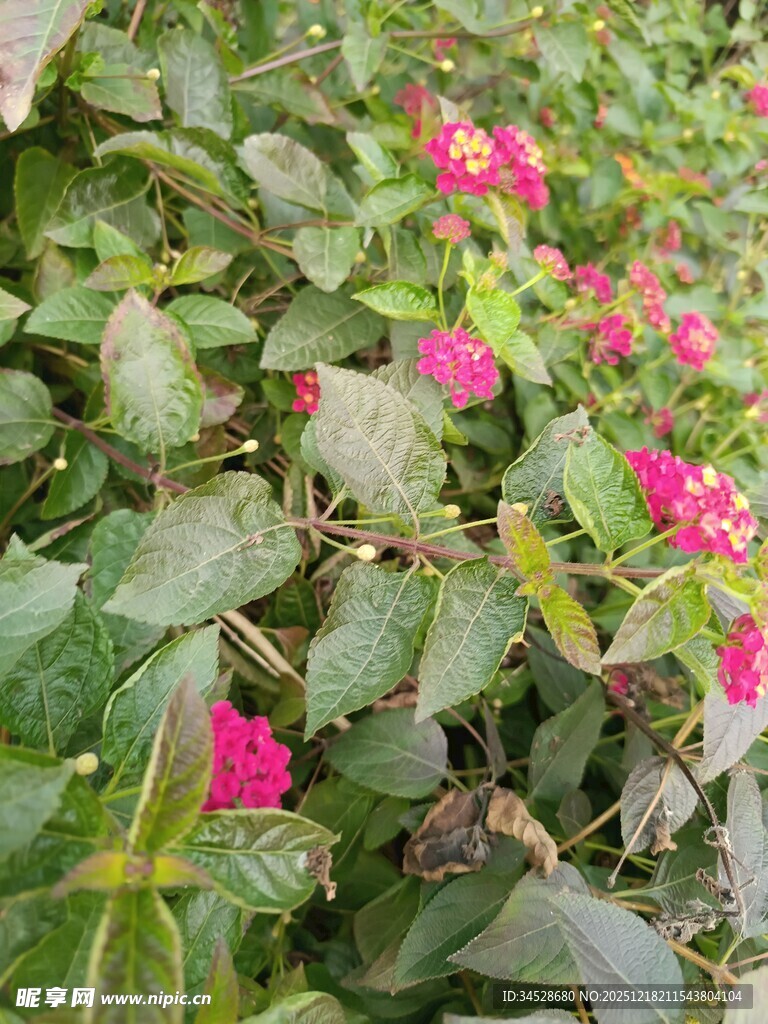 绿叶丛中的娇艳粉色花朵