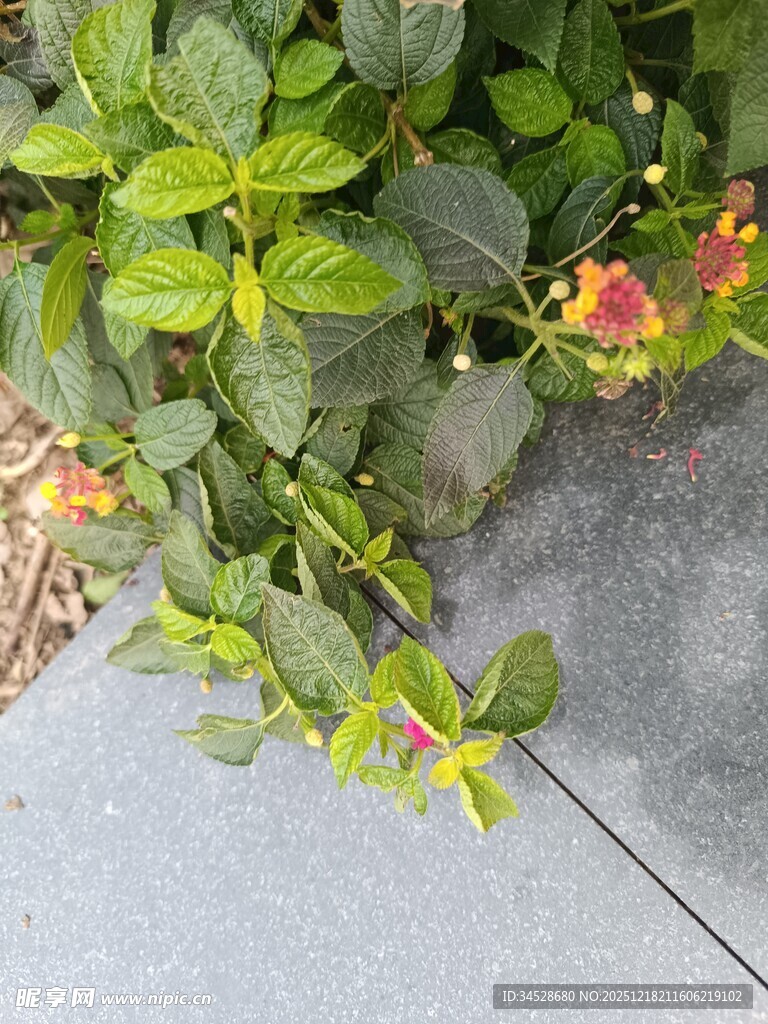 墙边绽放的多彩小花