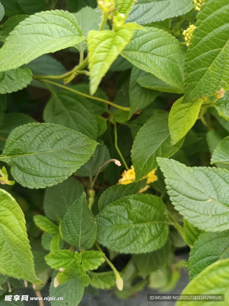 绿叶间的黄色小花