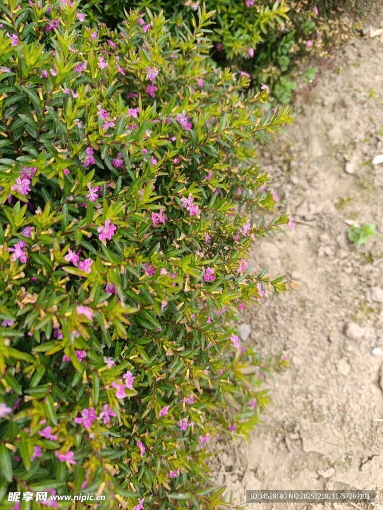 路边绽放的粉色小花丛