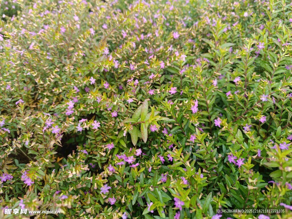 紫色小花盛开的繁茂草地