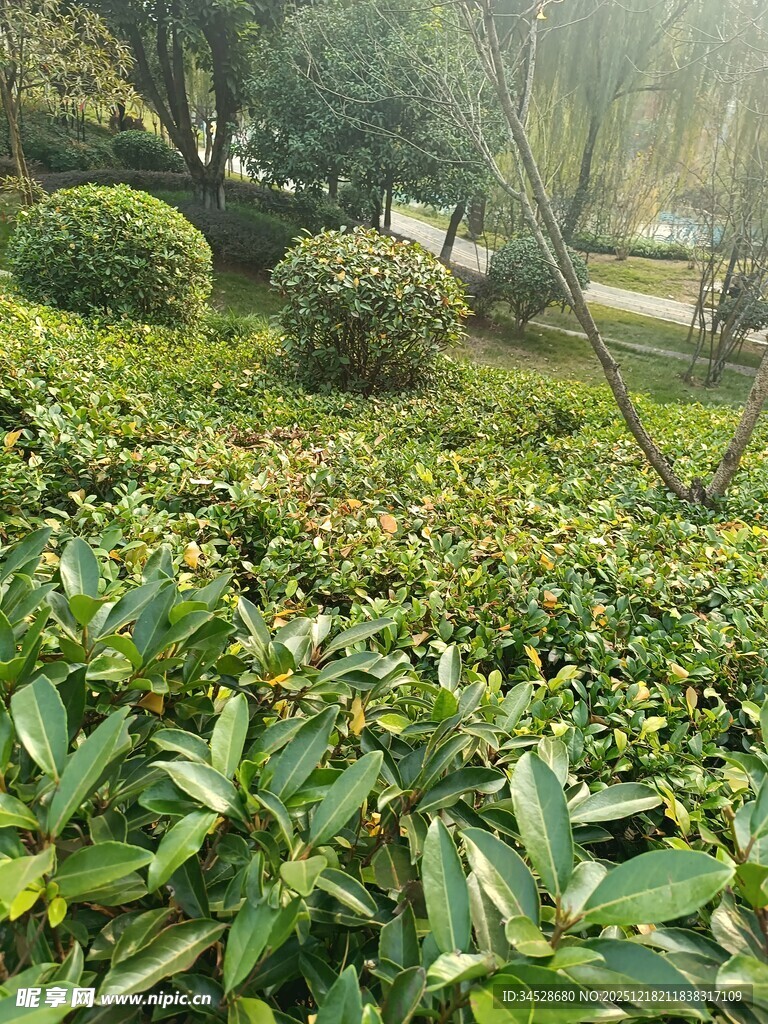 绿意盎然的园林景观