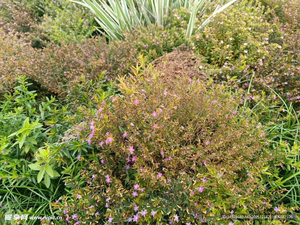 多彩繁茂的植物景观