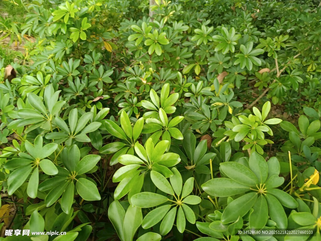 绿意盎然的植物景观