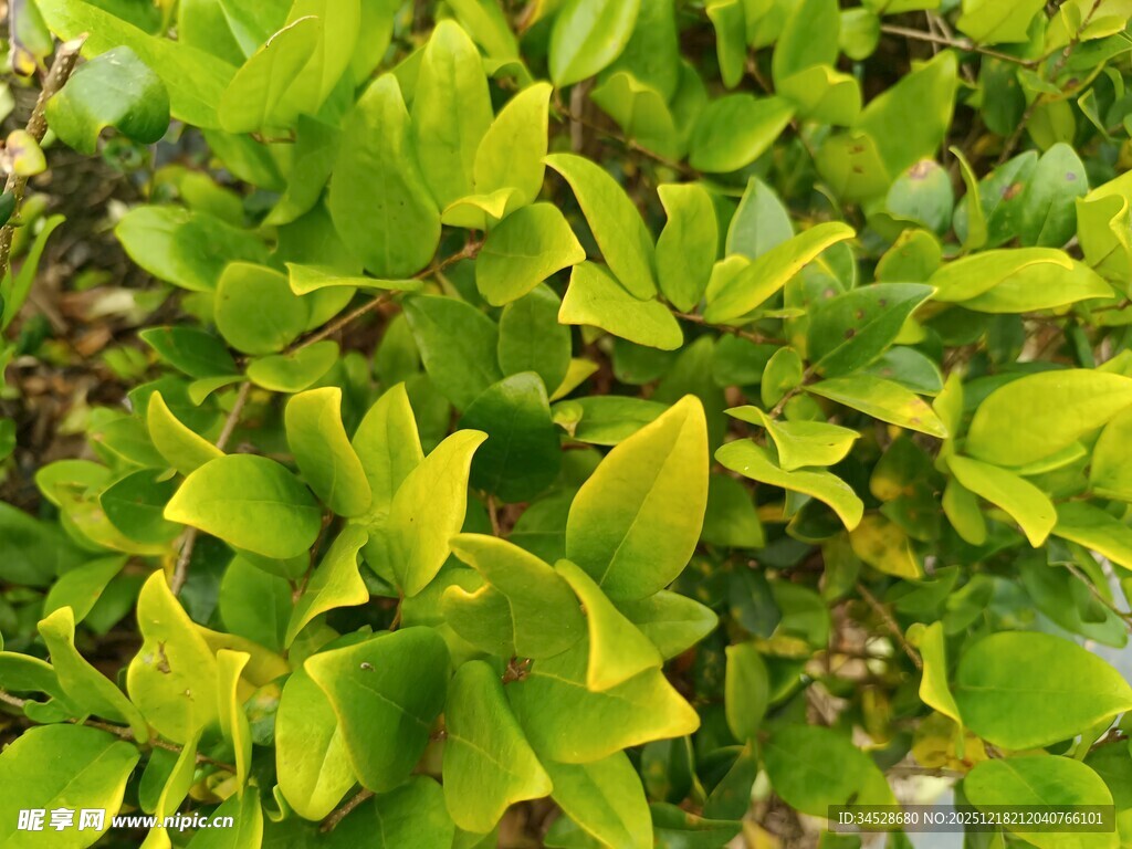 翠绿繁茂的叶片植物