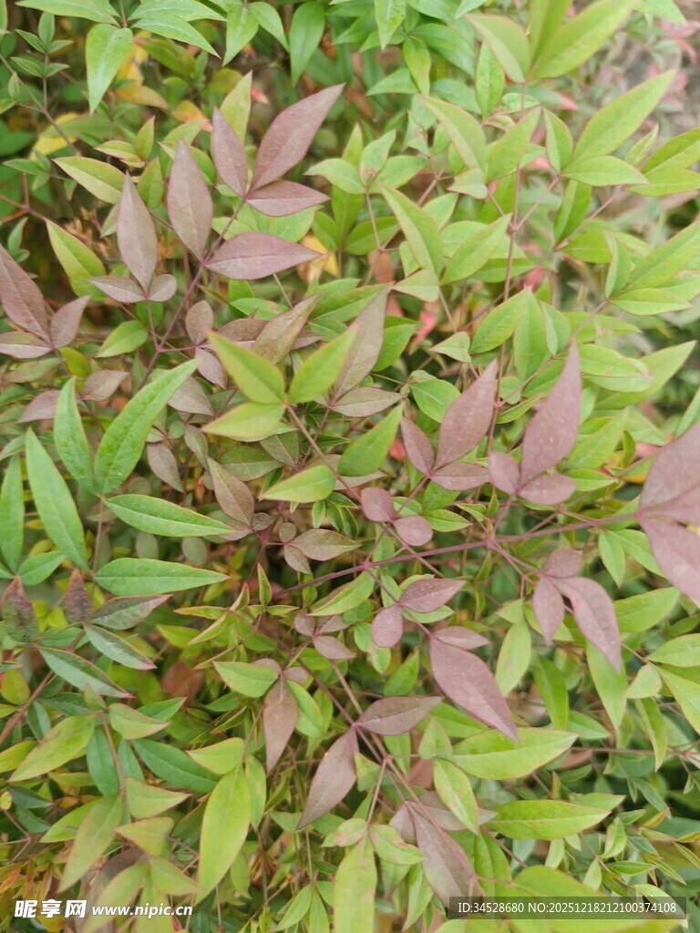 多彩叶片植物特写