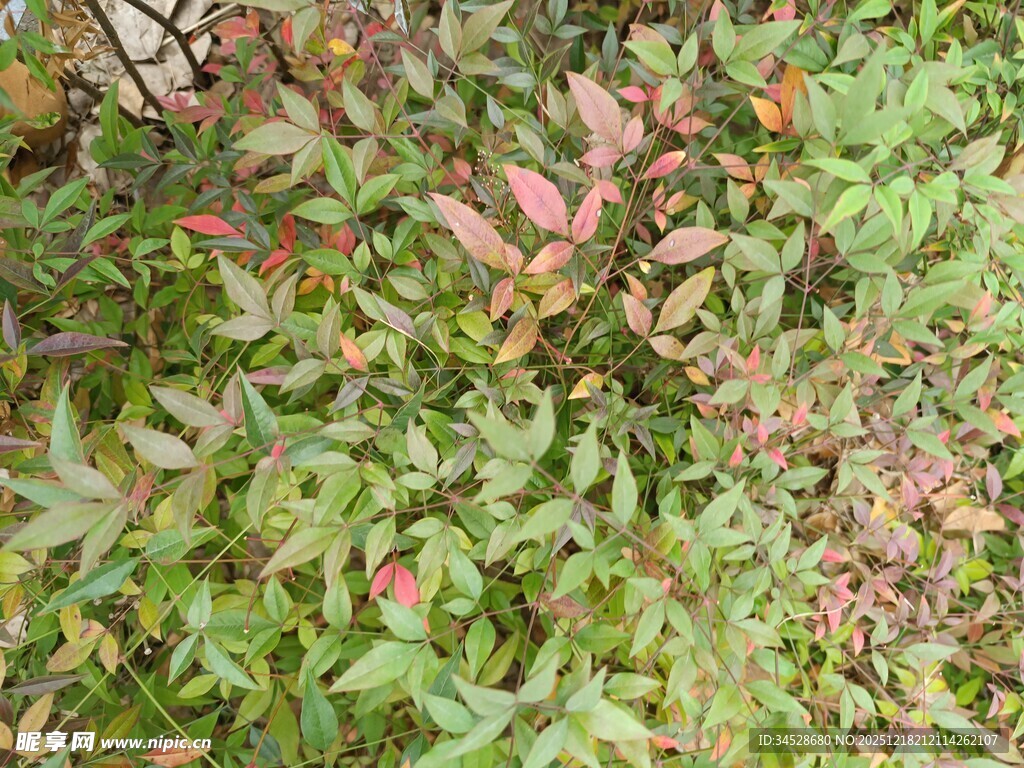 多彩植物叶片特写
