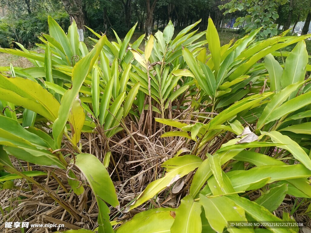 翠绿繁茂的丛生植物