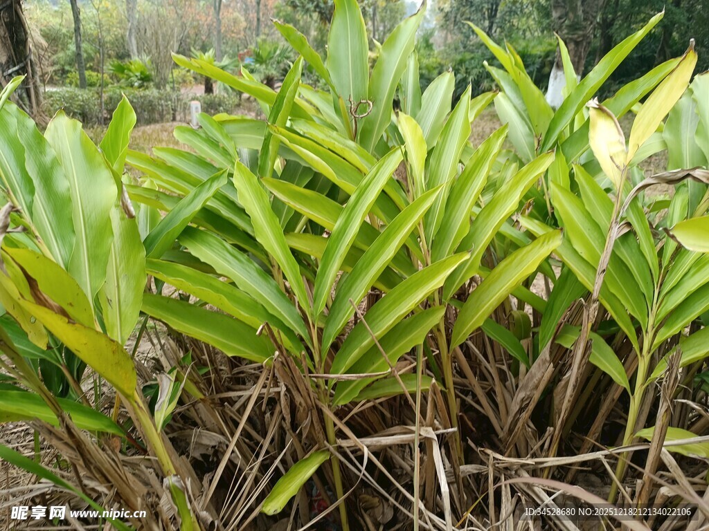 翠绿丛生的热带植物