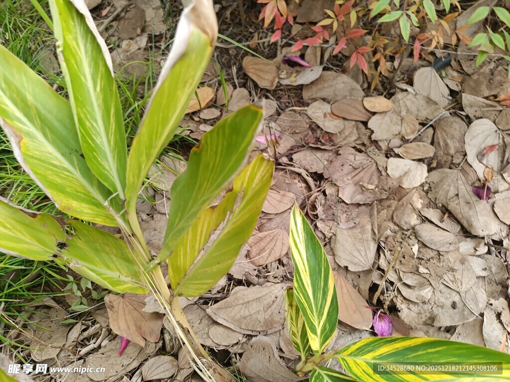 绿叶植物与碎石景观