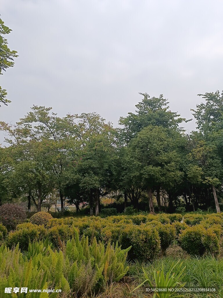 绿意盎然的自然植物景观