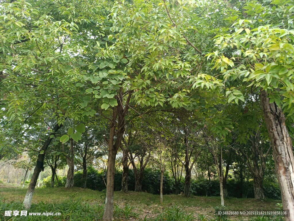 绿意盎然的树林景观