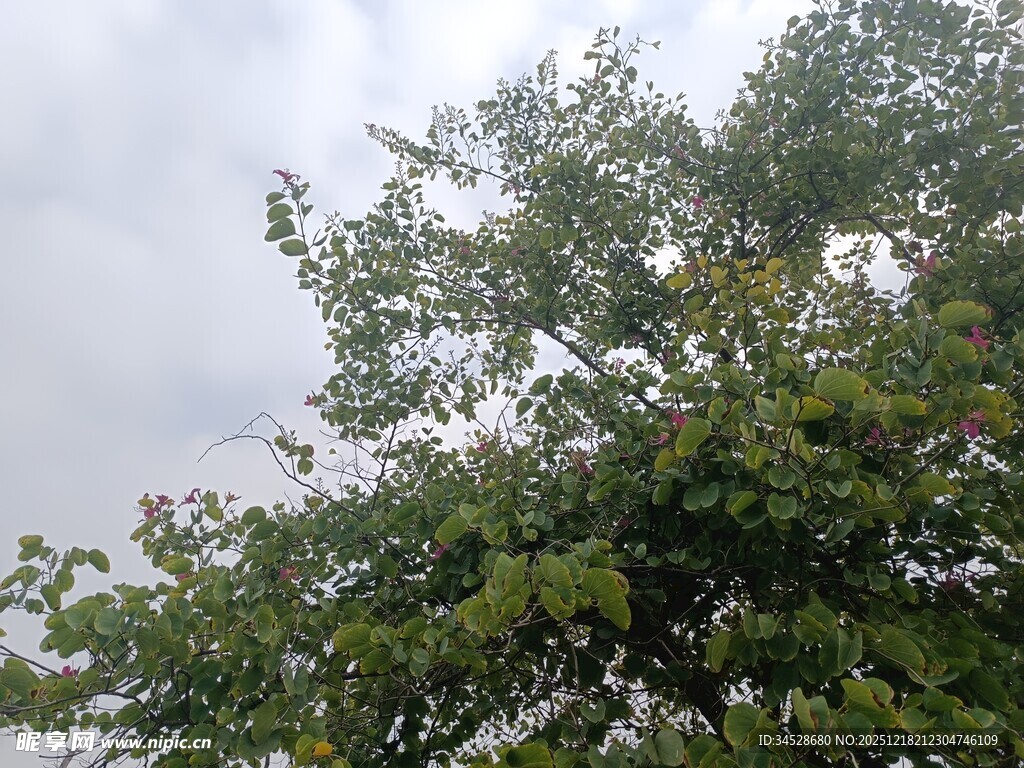 绿叶繁茂的树冠