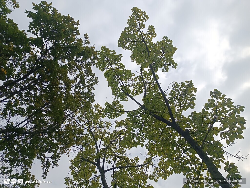 仰视茂密绿树与天空