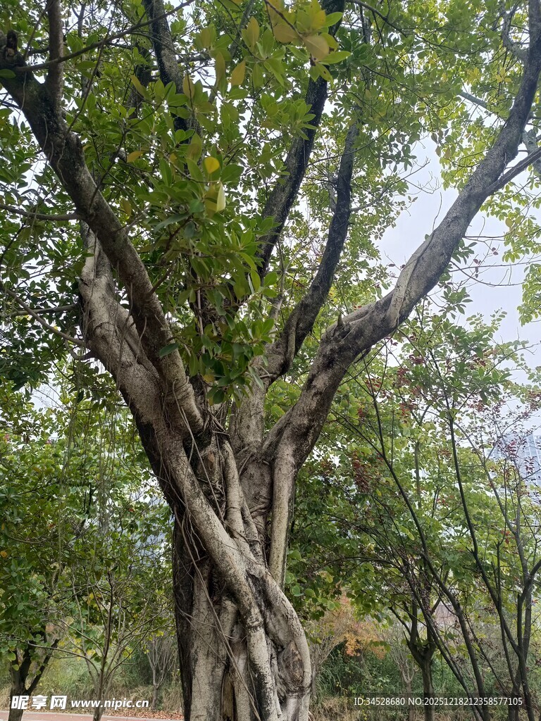 粗壮盘绕的古老大树