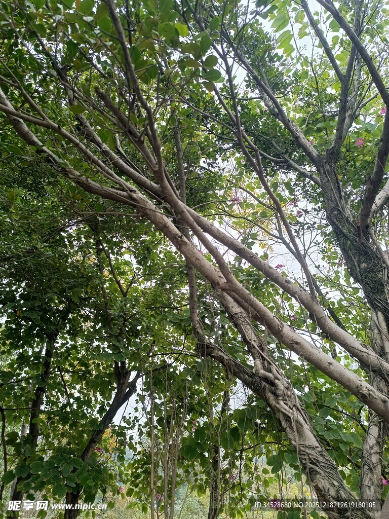 繁茂树枝下的绿意景象